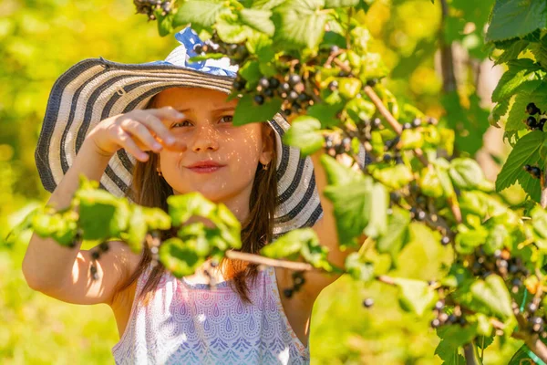 Beautiful Young Girl Wearing Straw Hat Picking Ripe Blackberry Garden —  Fotos de Stock