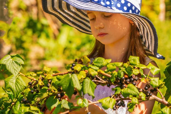 Beautiful Young Girl Picking Ripe Blackberry Blackberry Bush Garden Agriculture —  Fotos de Stock