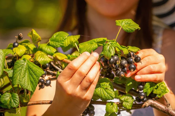 Beautiful Young Girl Picking Ripe Blackberry Blackberry Bush Garden Selective — 스톡 사진