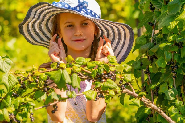 Beautiful Young Girl Wearing Straw Hat Picking Ripe Blackberry Blackberry — Fotografia de Stock
