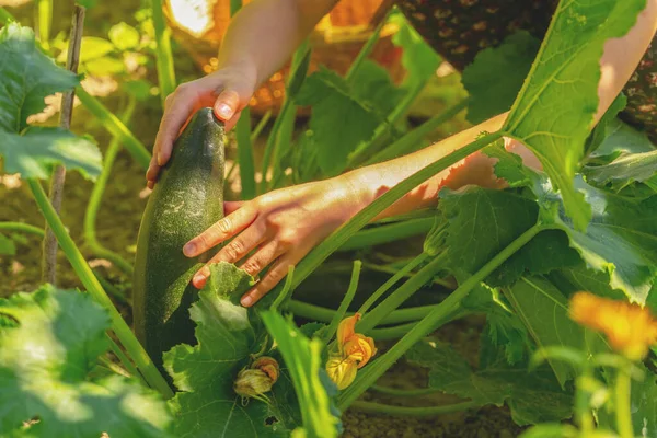 Young Beautiful Girl Working Vegetable Plantation Collecting Zucchini Natural Organic — Foto Stock