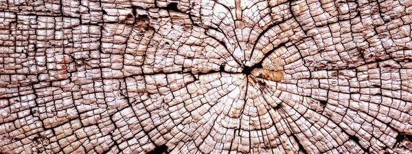 Cross section of brown big tree. Wooden background. Horizontal image.
