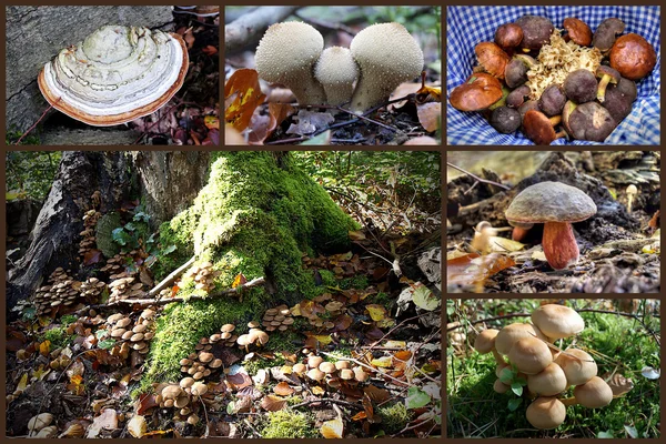 Collage di funghi — Foto Stock