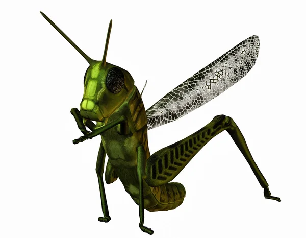 Related grasshopper — Stock Photo, Image