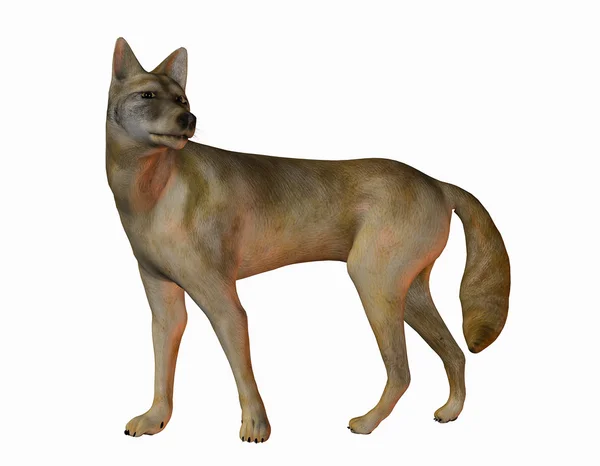 Coyote americano — Foto Stock