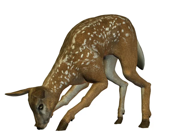 食品の摂取量の鹿 — ストック写真