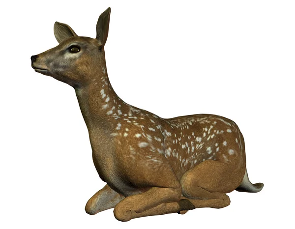 Seated deer — Stock Photo, Image