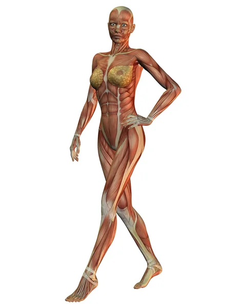 Anatomia e músculos de mulheres em corrida — Fotografia de Stock