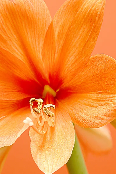 Amaryllis bloei — Stockfoto