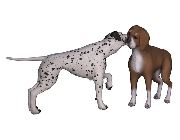 Dalmatien et Boxer Photos De Stock Libres De Droits