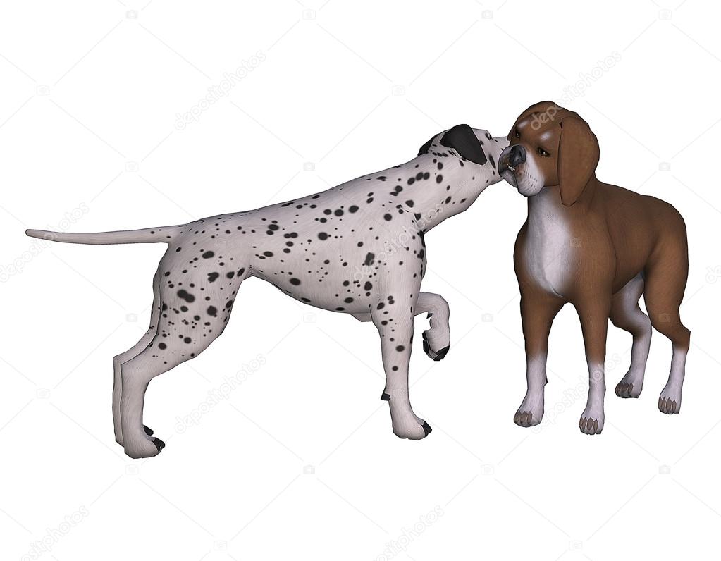 Dalmatian and Boxer
