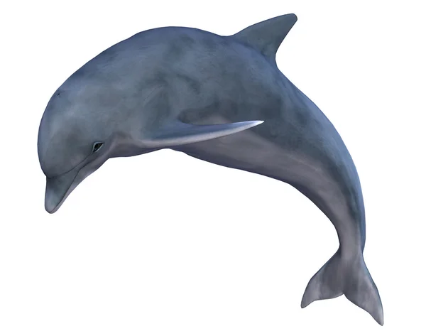 Jumping dolphin — Stock Photo, Image