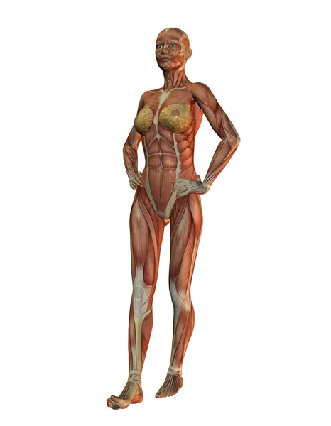 Anatomía - cuerpo completo de la mujer — Foto de Stock