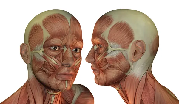 Estructura muscular de la cabeza del hombre —  Fotos de Stock