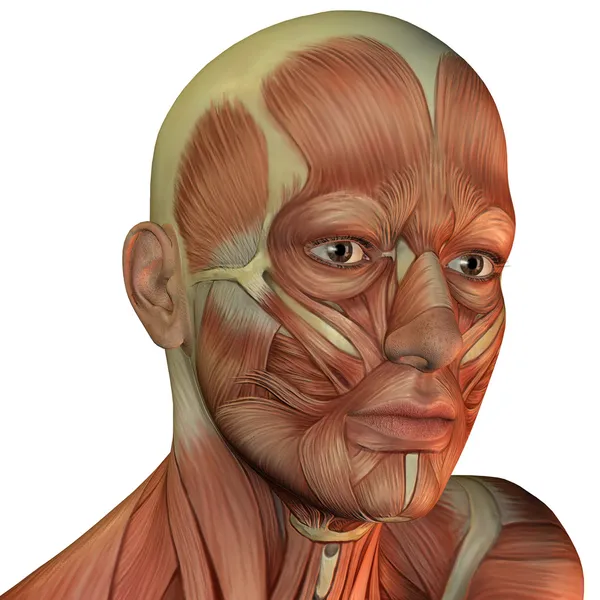 Muskelstruktur des männlichen Kopfes Stockbild
