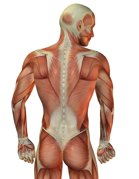 男の背中の筋肉構造 — ストック写真