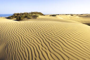 çöl maspalomas gran canaria