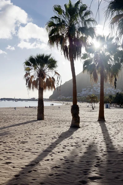 Kumlu plajda palmiye ağaçları — Stok fotoğraf