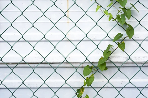Iron wire fence with plant growing and metal sheet in background — Stock Photo, Image