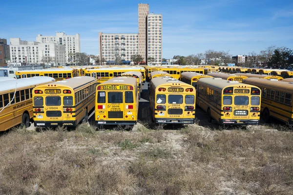 School buses on parking lot — Stock Photo, Image