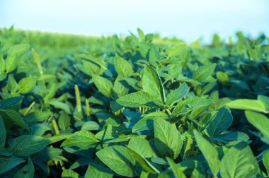 Soya soya fasulyesi bitkilerin satır alanıyla