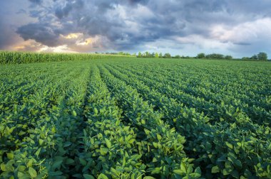 Soy field with rows of soya bean plants clipart