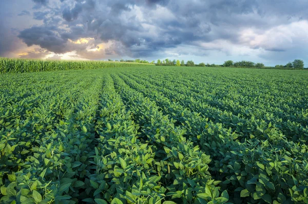 Soja veld met rijen van soja bonen planten — Stockfoto