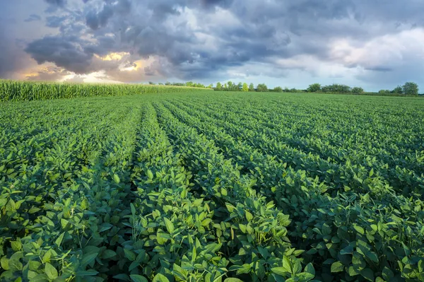 Soja veld met rijen van soja bonen planten Rechtenvrije Stockfoto's