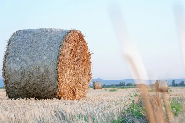 Bale de paja hey stack —  Fotos de Stock