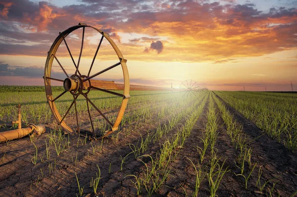 Jordbruksbevattningssystem Vattning Majs Fält Solig Sommardag — Stockfoto