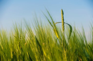 Baharda tarım alanında yetişen yeşil buğday başlarının ayrıntılarını kapat.
