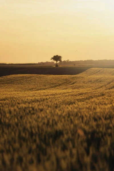 Campo Trigo Orejas Trigo Dorado Hermoso Paisaje Rural Bajo Luz —  Fotos de Stock