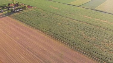 Aerial flight over Green and lush Agricultural fields of soy on sunset. Vojvodina, Serbia, Europe.