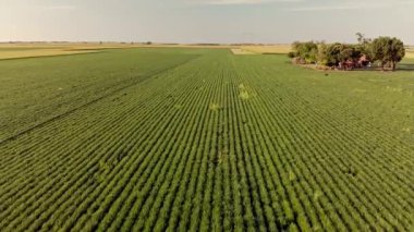 Aerial flight over Green and lush Agricultural fields of soy on sunset. Vojvodina, Serbia, Europe.
