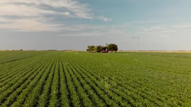 Aerial Flight Green Lush Agricultural Fields Soy Sunset Vojvodina Serbia — Αρχείο Βίντεο