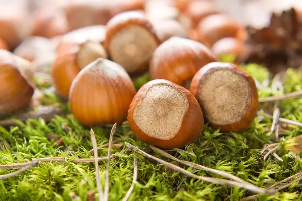 Hazelnuts — Stock Photo, Image