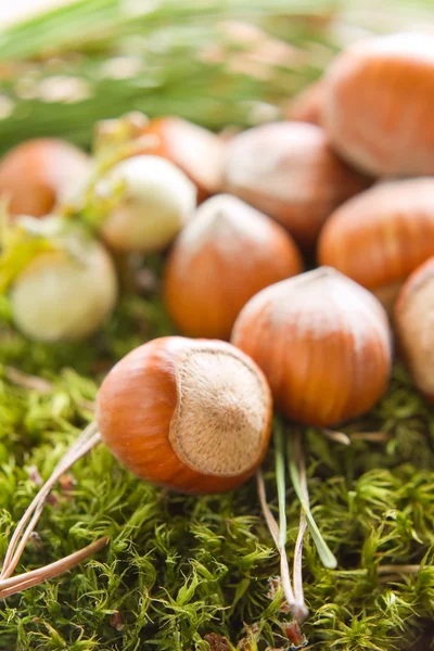 Hazelnuts (filbert) on the moss — Stock Photo, Image