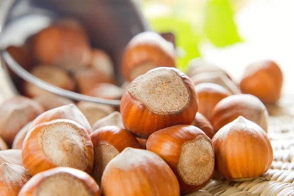 Hazelnuts — Stock fotografie