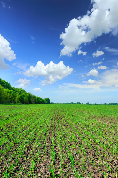 Wheat field