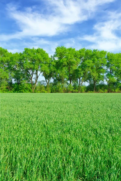 Weizenfeld — Stockfoto