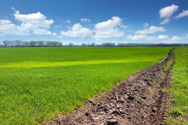 Wheat field — Stock Photo, Image