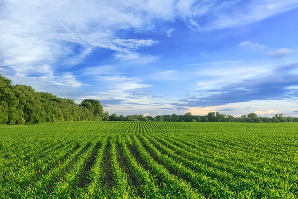 Campo de maíz — Foto de Stock