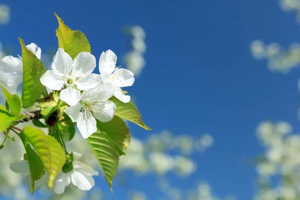 ? herry blossoms — Stockfoto