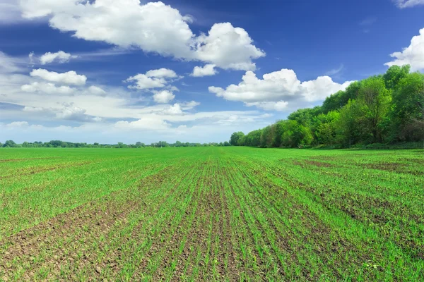 Wheat field — Stock Photo, Image