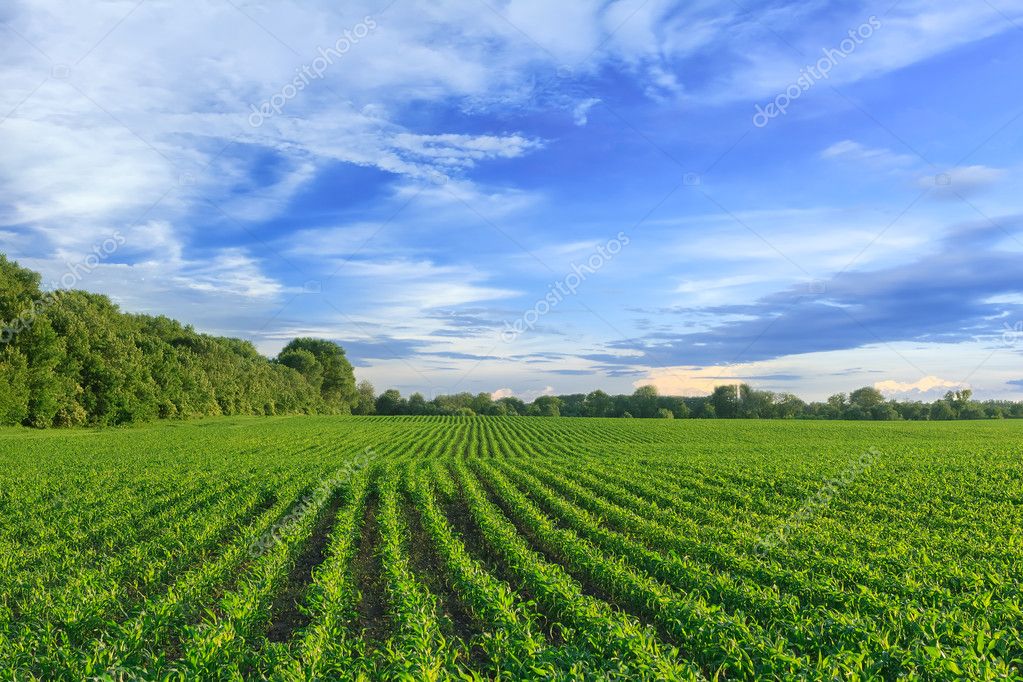 Corn field Stock Photo by ©yelenayemchuk 19326803