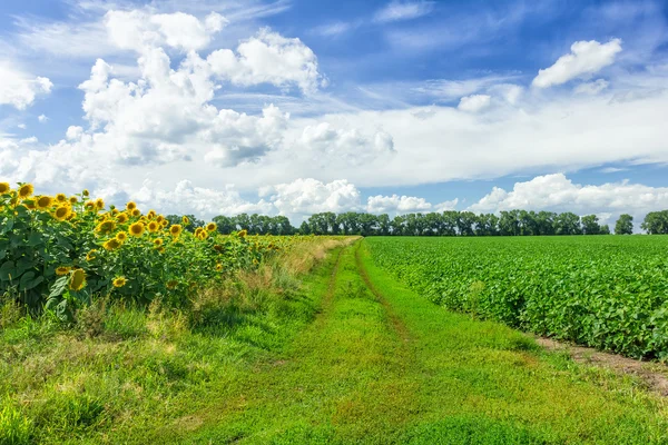 Fields — Stock Photo, Image