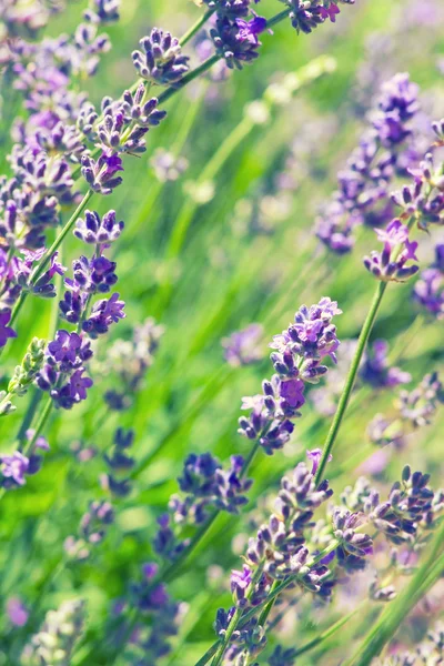 Lavendel — Stockfoto