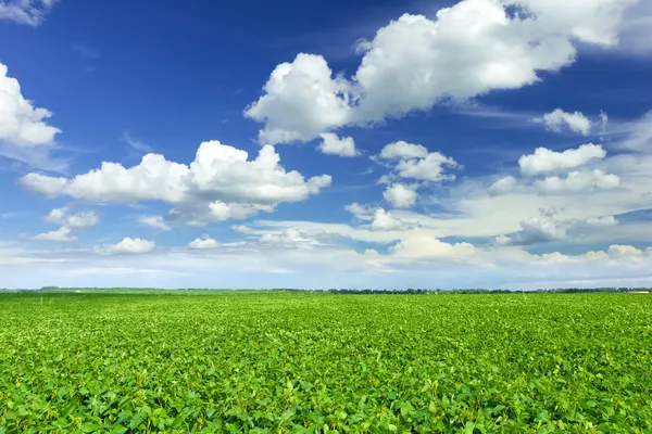 Campo di soia — Foto Stock