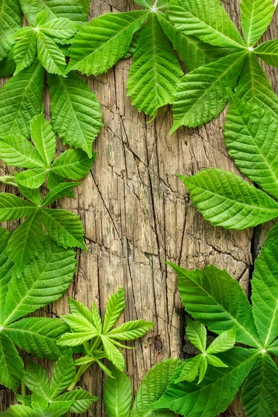 Hojas de castaño — Foto de Stock