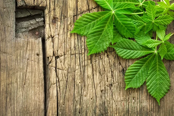 Chestnut leaves — Stock Photo, Image